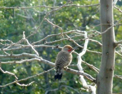 red shafted flicker