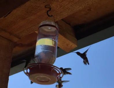 hummingbirds on front porch