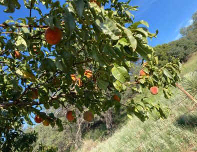 fruit tree