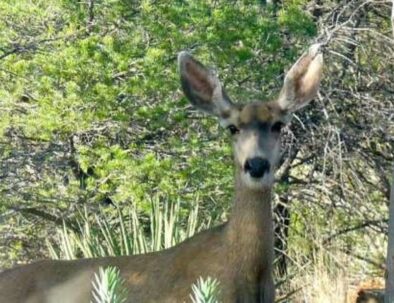 Mule deer photographed through bedroom window