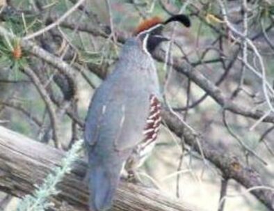 Gambel's Quail photographed through bedroom window